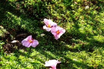 <p>Pink camellias on the moss-covered ground</p>