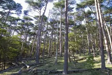 너는 사슴을 발견할 수 있니?