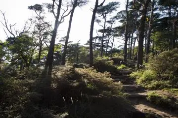 이 중앙길에서의 우회도로는 시라토리 산으로 가는 길이다. 캐노피가 열리면, 당신은 더 많은 미야마 키리시마 또는 규슈 진달래들을 볼 수 있다.