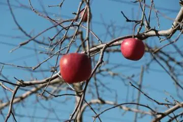 <p>Apple tree</p>
