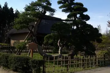 Yudagawa pine tree in front of a historical house.