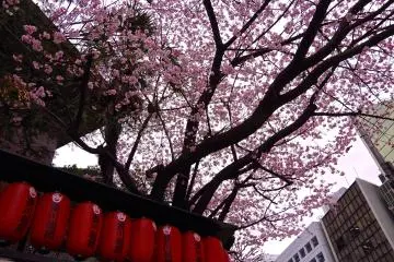 <p>โคมไฟสีแดงและซากุระ</p>