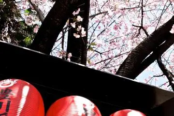 <p>Red lanterns and early-blooming cherry blossoms</p>