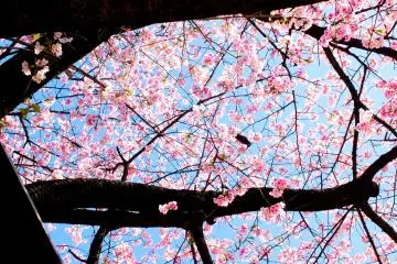<p>It was a beautiful day (mid-March) that featured great lighting, a deep blue sky, and pretty pink sakura</p>