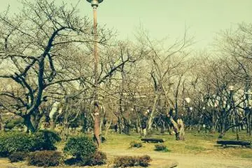 Located below the reconstruction of Nagahama Castle, Hou Park is famous for being full of flowering cherry blossom trees in the spring