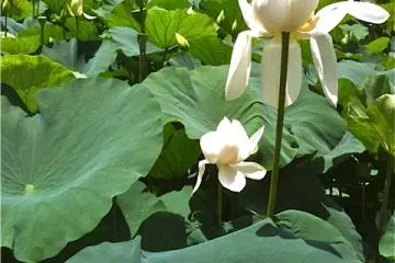 One of the famous Hachimangu lotus ponds.