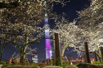 Sumida Park Cherry Blossom Festival