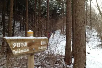 Two paths diverged in a yellow wood?