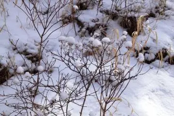 snow flowers