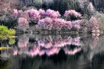 <p>ดอกซากุระที่ทะเลสาบ นะคะซุนะ ในนะกะโนะ</p>