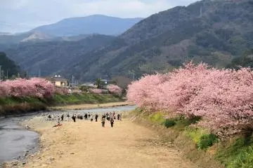 <p>ดอกซากุระ</p>