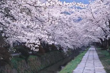 <p>ดอกซากุระที่เกียวโต</p>