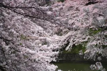 <p>ชิโดะริกะฟุชิ (Chidorigafuchi) ในโตเกียว</p>