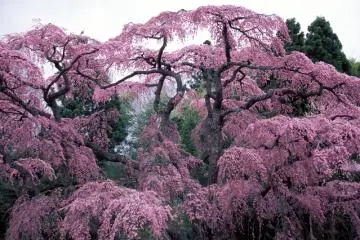 <p>ดอกซากุระที่ฟุกุชิมะ (Fukushima)</p>