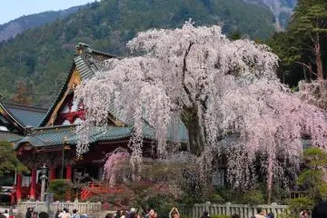 <p>ดอกซากุระ</p>