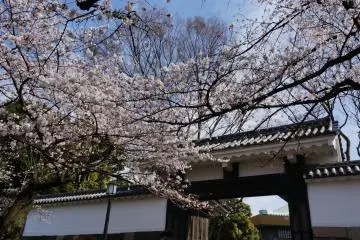 <p>มองดูซากุระประดับประตูวังก็สวยไปอีกแบบ</p>