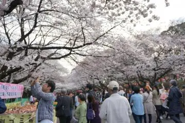 <p>ตกบ่ายที่ ueno park ผู้คนเนืองแน่น เดินเล่น นั่งกิน ถ่ายรูป</p>