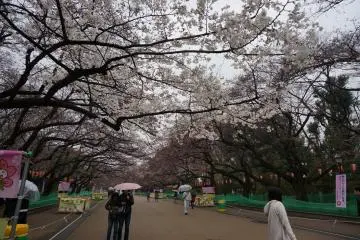<p>เช้าหน่อยที่ ueno park คนจะยังไม่เยอะมาก ที่นี่มีถังขยะเพียบ คนญี่ปุ่นช่างเตรียมพร้อม</p>