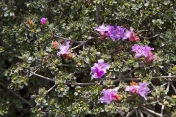 <p>เลียคิวชู (Rhododendron kiusianum) หรือที่เรียกว่า Miyama Kirishima ครอบคลุมที่ราบสูง Ebino ในเดือนพฤษภาคม แต่ผมพบเพียงไม่กี่ดอกในเดือนตุลาคม</p>
