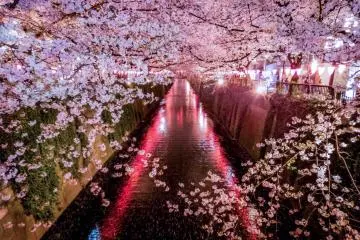 Meguro River Cherry Blossoms
