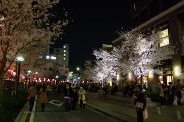 Orang-orang menikmati bunga sakura saat malam hari