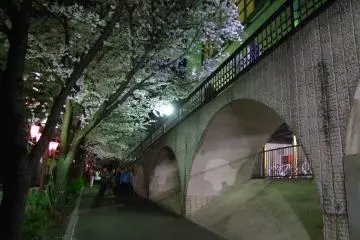 Pemandangan Tokyo dengan bunga sakura