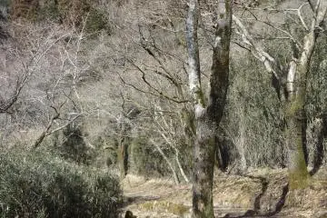 Inside the park.