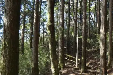Path through the woods.