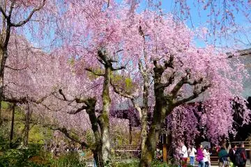 Weeping cherry trees are delicate and graceful