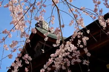 Weeping cherry and blue sky