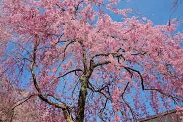 When the gentle breeze sways the flowers tenderly, down come a drizzle of falling cherry blossoms