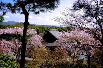 Pine tree and cherry blossoms