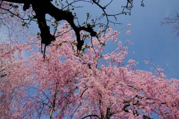 <p>มองขึ้นไปยังดอกซากุระ</p>
