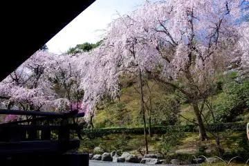 <p>ซากุระบานมีหลากเฉดชมพู</p>
