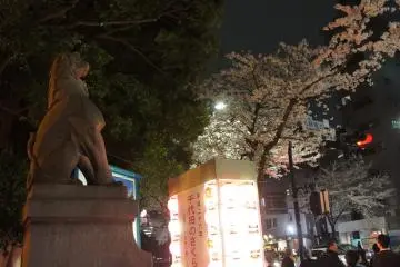 야스쿠니 신사 밖에 있는 사자 조각 상은 봄철 축제 등과 벚꽃이 있다