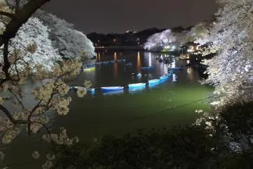 긴 노 젓는 배들이 벚꽃이 피는 동안 치도리가후치에서 줄지어 섰다. 물의 녹색은 또한 수면으로 특별히 향하는 빛에 의해 증폭된다