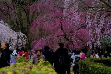 <p>Garden of former Konoe-tei Residence</p>