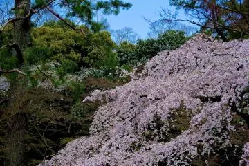 <p>Cherry blossoms surrounded by evergreen trees</p>