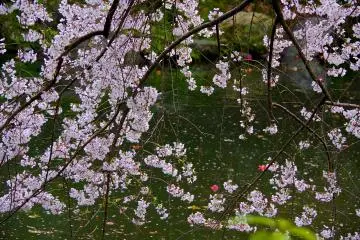 <p>Petals from a weeping cherry tree falling into the pond</p>