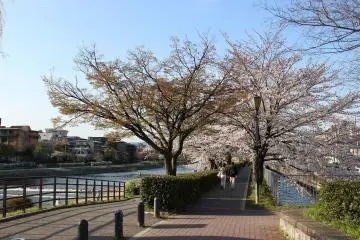 The river's beautifully maintained pathway is lined with flowering cherry blossom trees