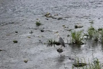 Even the Gojo and Shijo areas along the river are idyllic as water fowl such as heron and ducks can be seen hunting for fish