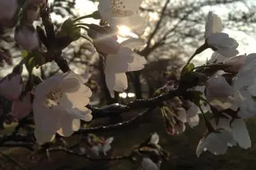 <p>Cherry blossoms, nice weather, and a sunset might be the perfect combination to refresh your mind</p>