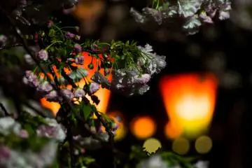 Raindrops and Cherry Blossoms