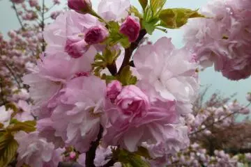 Cherry blossom