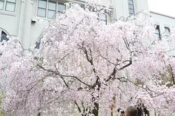 Embracing the beauty of Sakuras