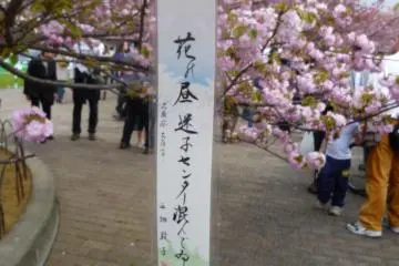Japanese poem on a Sakura branch