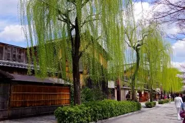 <p>Weeping willows</p>