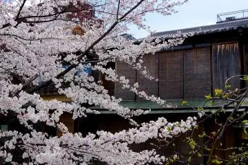<p>Gion Shirakawa is in the entertainment district</p>