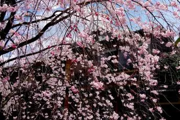 <p>Weeping cherry tree</p>