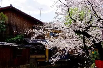 <p>Special atmosphere of Gion Shirakawa Street</p>